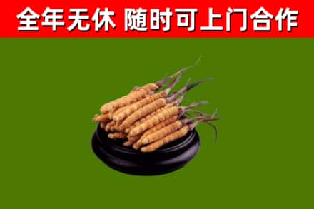 吉木萨尔县回收散虫草
